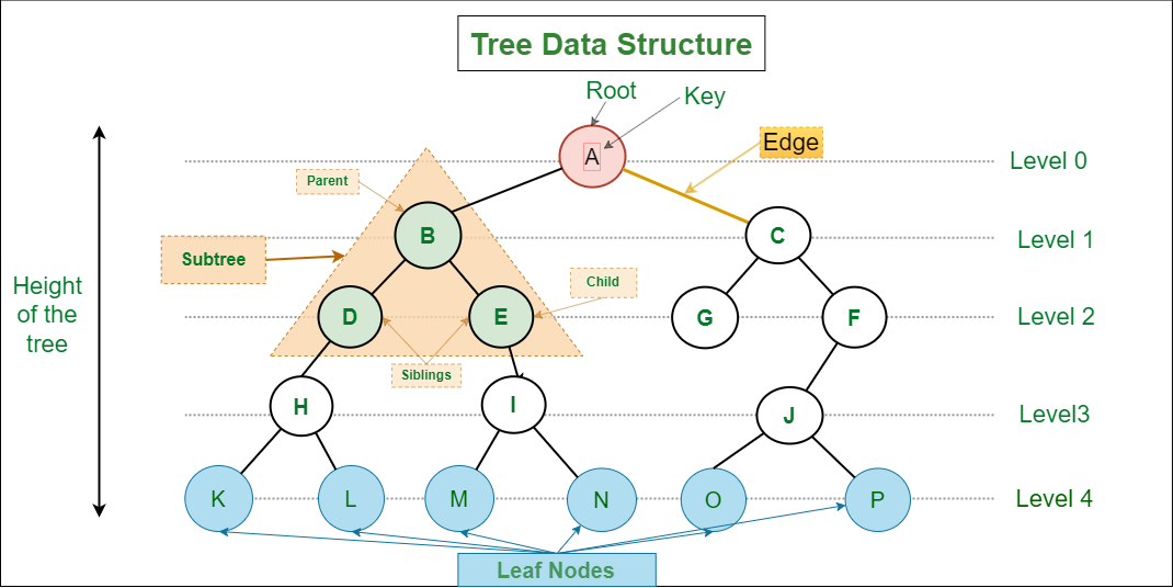 Introduction to Tree - Data Structure and Algorithm Tutorials